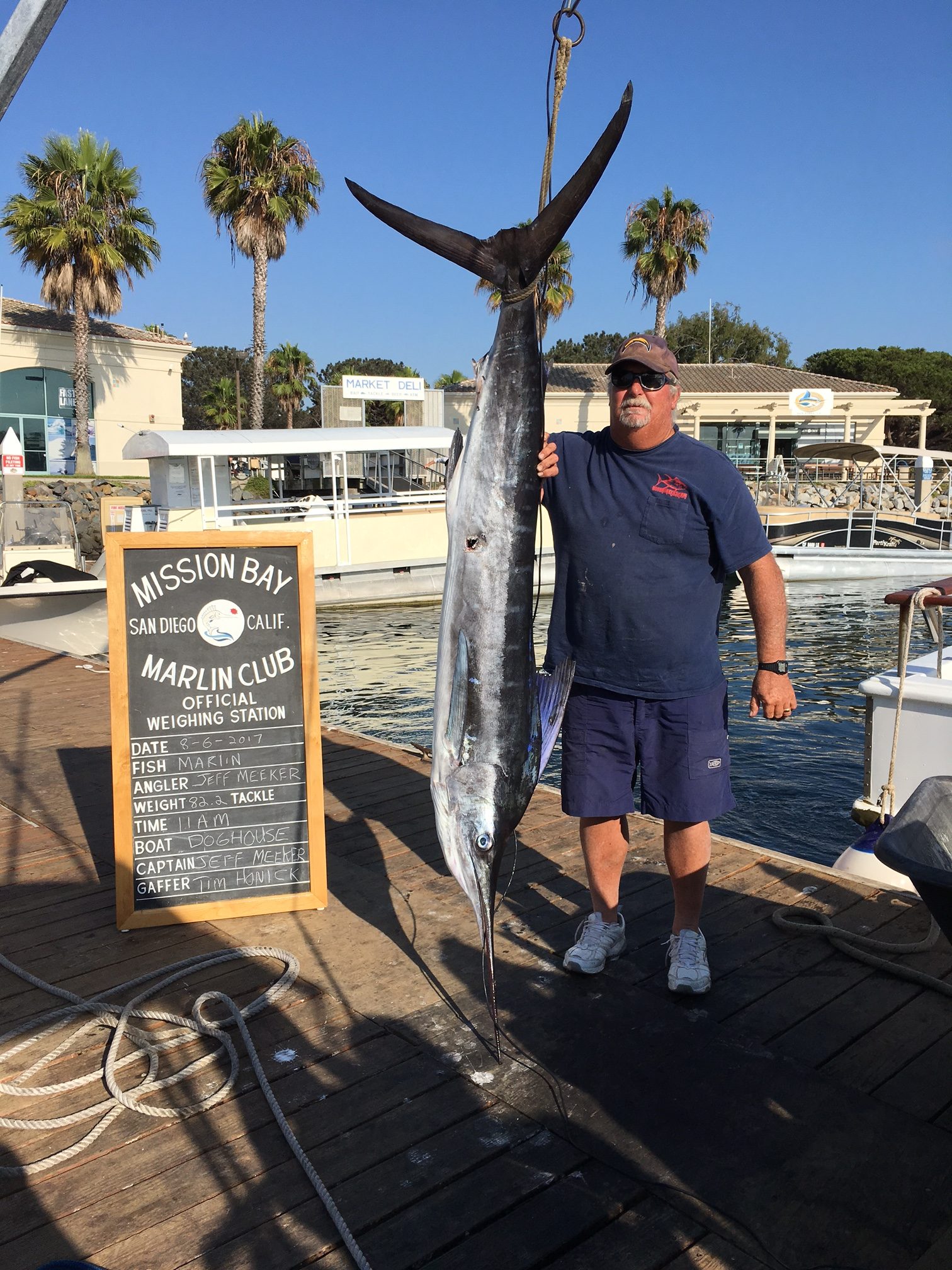 Marlin Are Showing Mission Bay Marlin Club